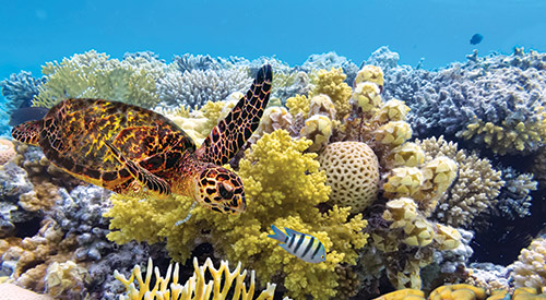 Mission-Water-GBR-Turtle-in-Reef.jpg